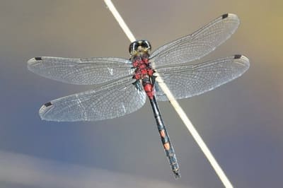 White-faced Darter