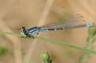 Crescent Bluet