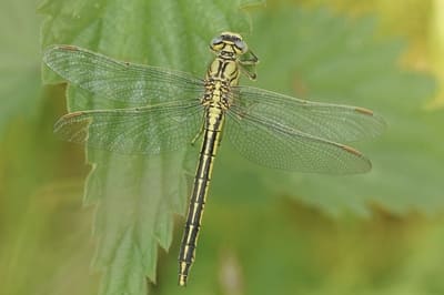 Western Clubtail