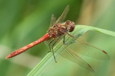 Vagrant darter