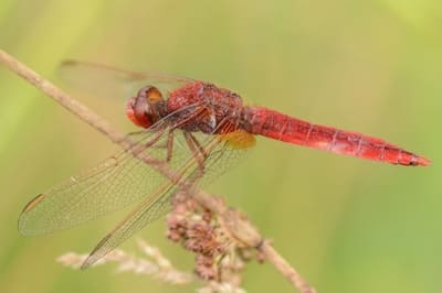 Scarlet Darter