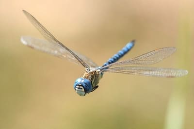 ​Southern Migrant Hawker