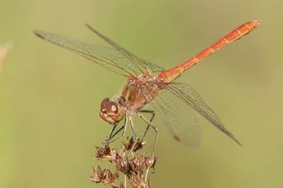 Southern Darter