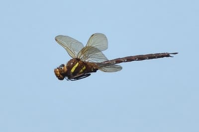 Brown Hawker