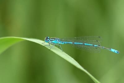 Azure Damselfly