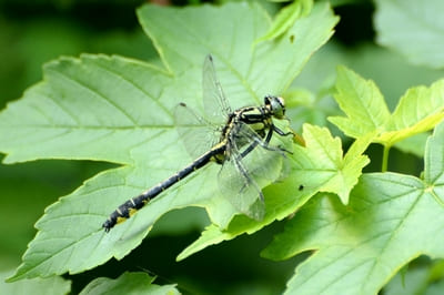 Common Clubtail