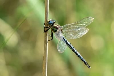 Hairy Dragonfly