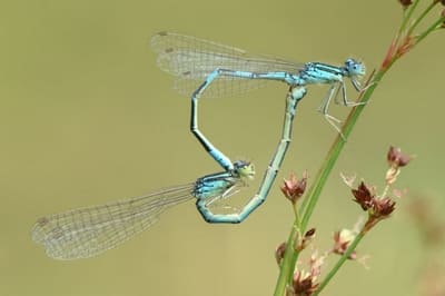 Dainty Bluet