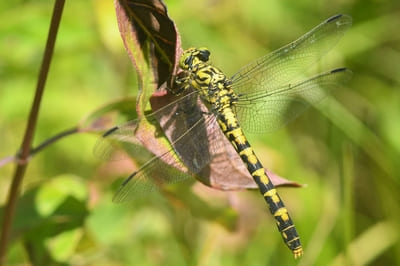 Small Pincertail