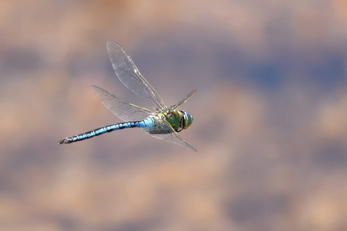 Emperor Dragonfly