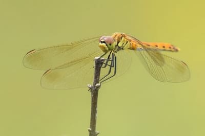 Spotted Darter