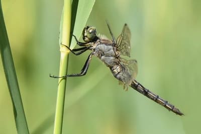 Black-tailed Skimmer