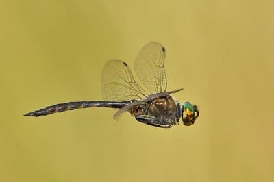 Yellow-spotted Emerald