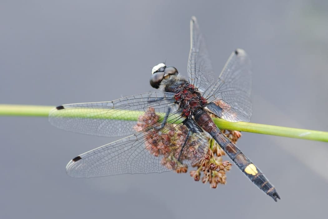 Large White-faced Darter