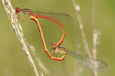 Small Red Damselfly