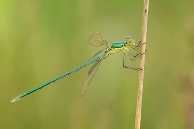 Willow Emerald Damselfly