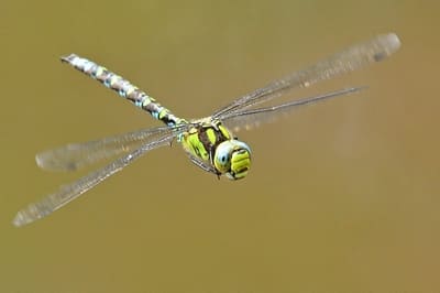 Blue Hawker