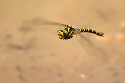 ​​Golden-ringed Dragonfly​