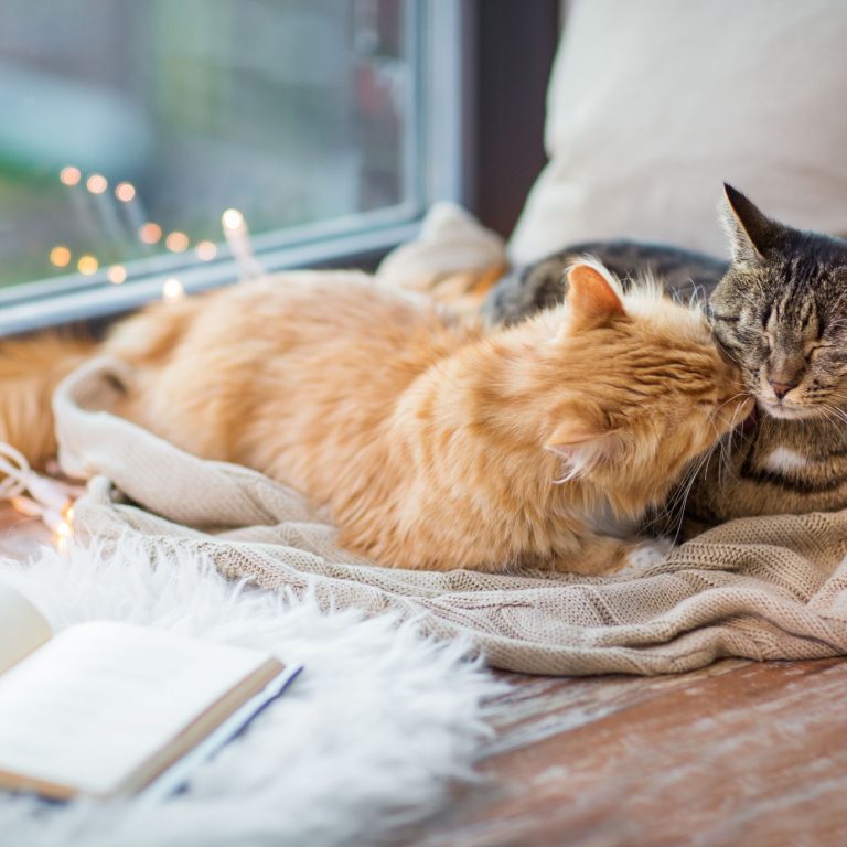 Turning Anxieties into Play: Best Toys for Distracting Anxious Cats