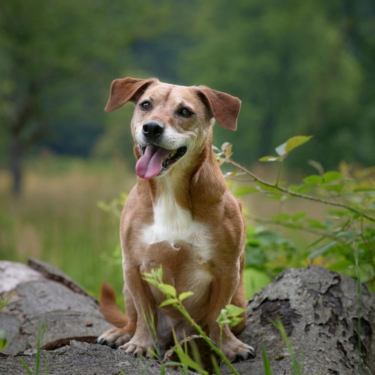 Say Goodbye to Pet Allergies: Explore Hypoallergenic Dog Beds