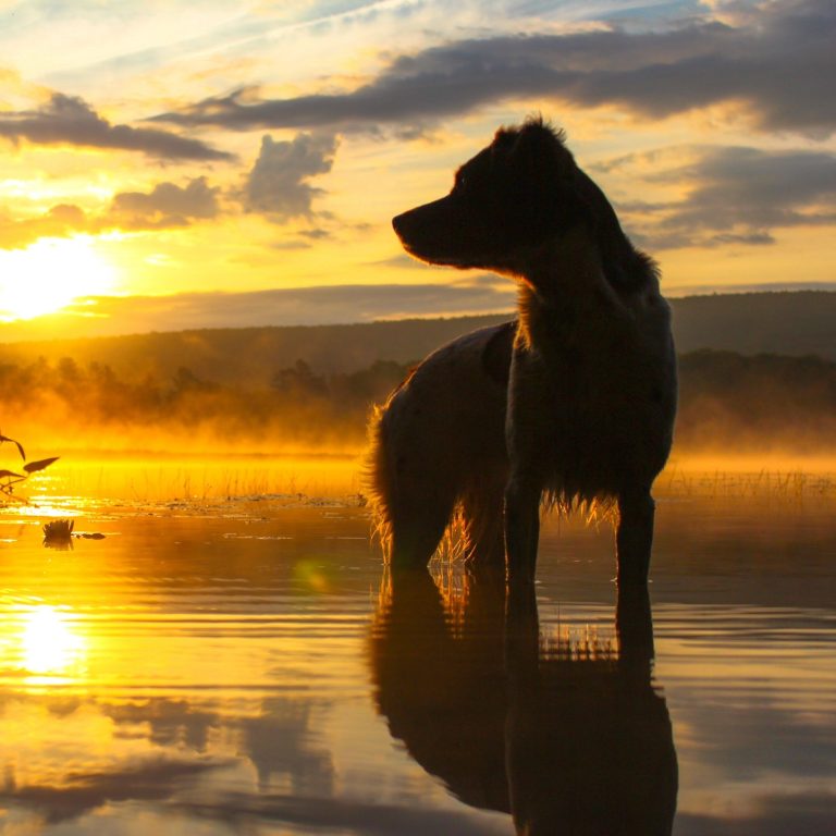 Revolutionize Your Pets Hygiene: UV Sterilization Pet Water Fountain