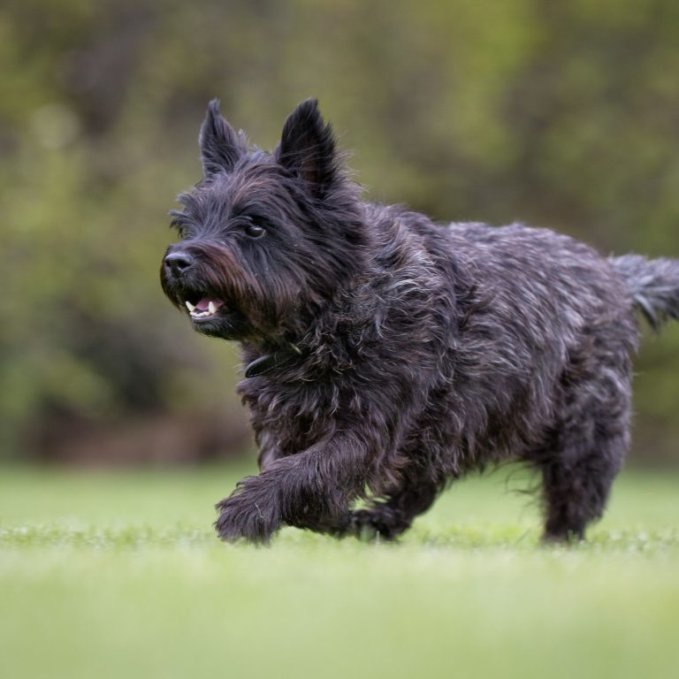 Revolutionize Your Dogs Hydration: UV Water Fountain Benefits