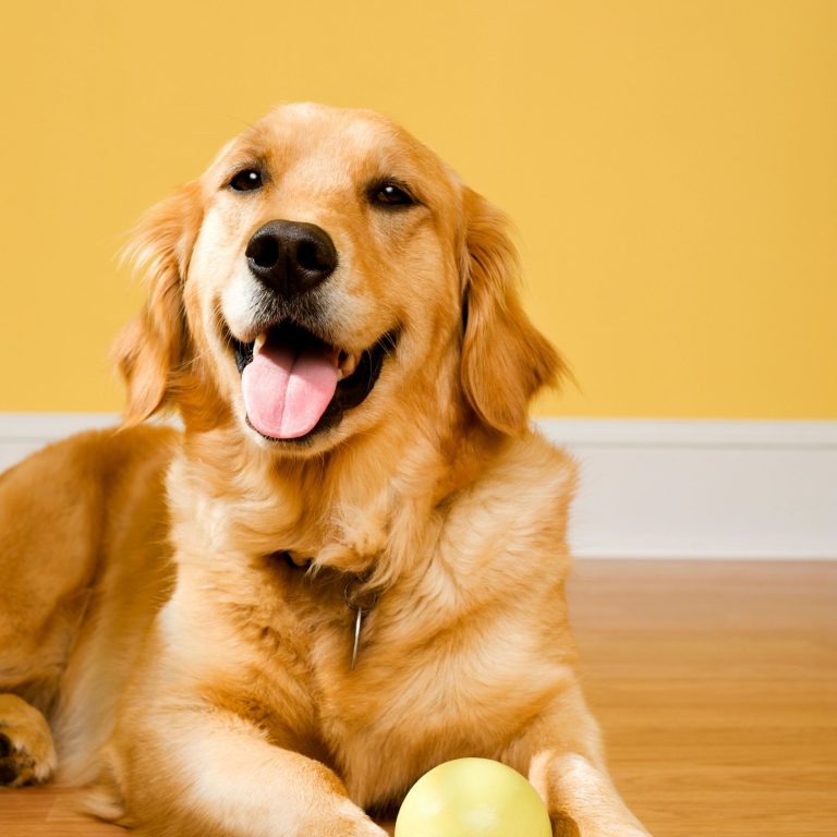 Find Your Peace of Mind: GPS Tracking Collar for Pets Revealed