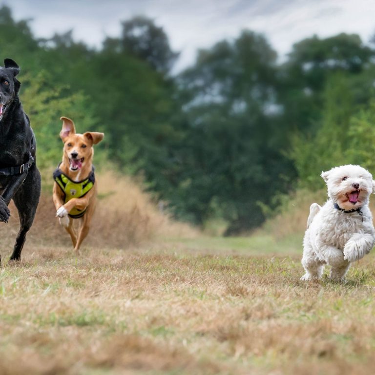 3. Rain or Shine: Finding the Perfect Waterproof Dog Bed for Your Pet