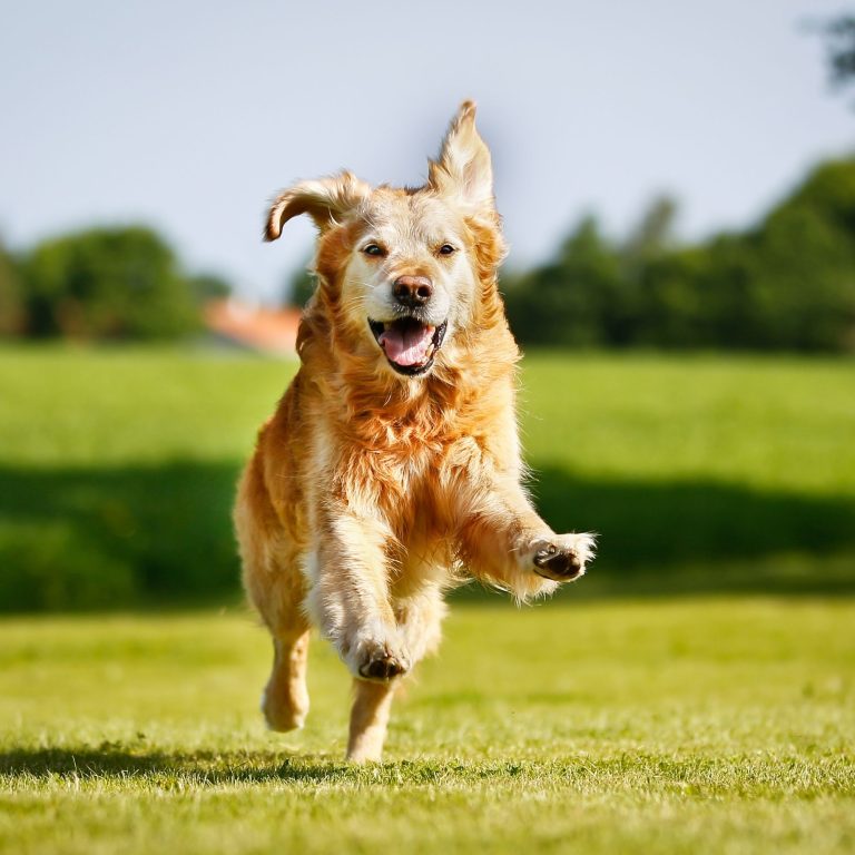 Revolutionize Your Pets Sleep: Get the Scoop on Heated Pet Beds