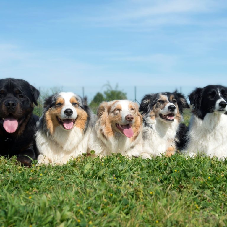 Long-Lasting Joy: Heavy-Duty Pet Toys Your Pet Will Love