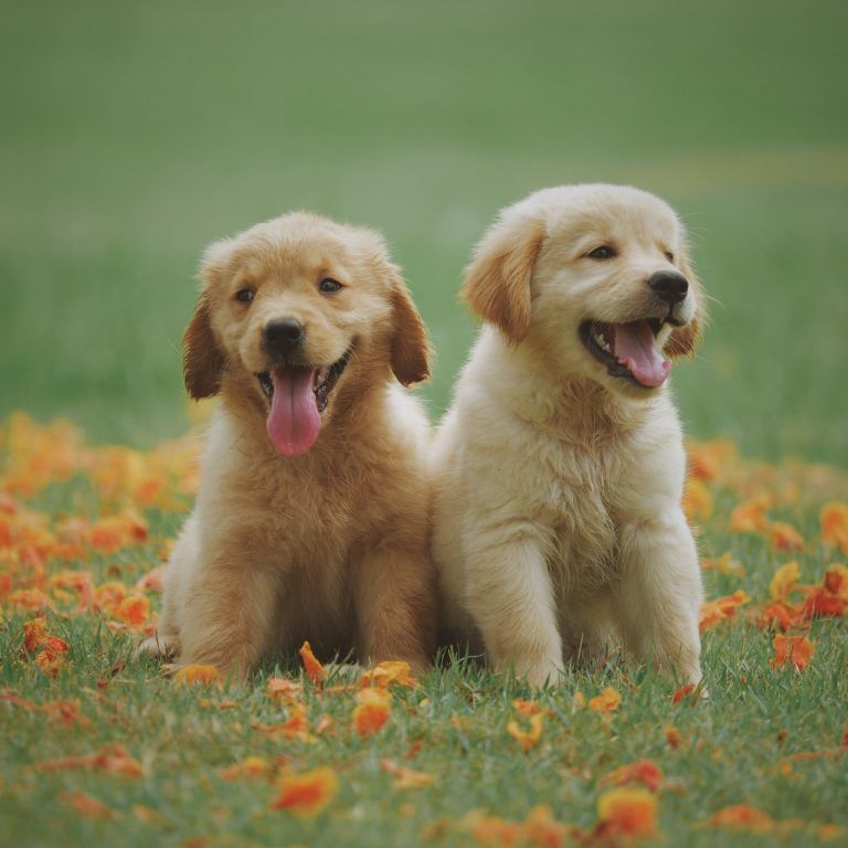 4. Puzzling Delights: Elevate Mealtime with Dog Puzzle Feeders