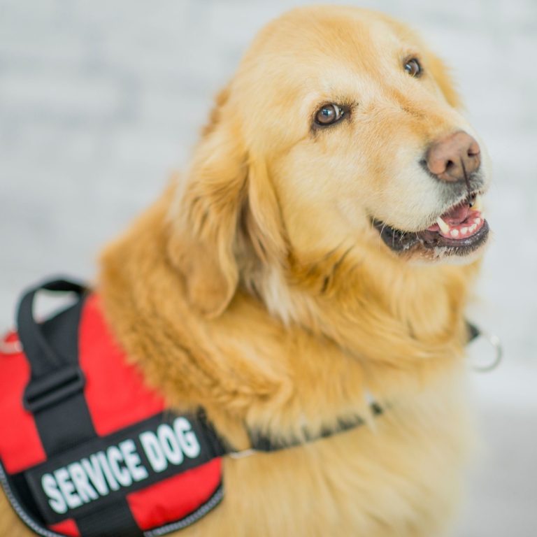 Unlocking Fun: Discover the Best Puzzle Toys for Playtime with Your Pet