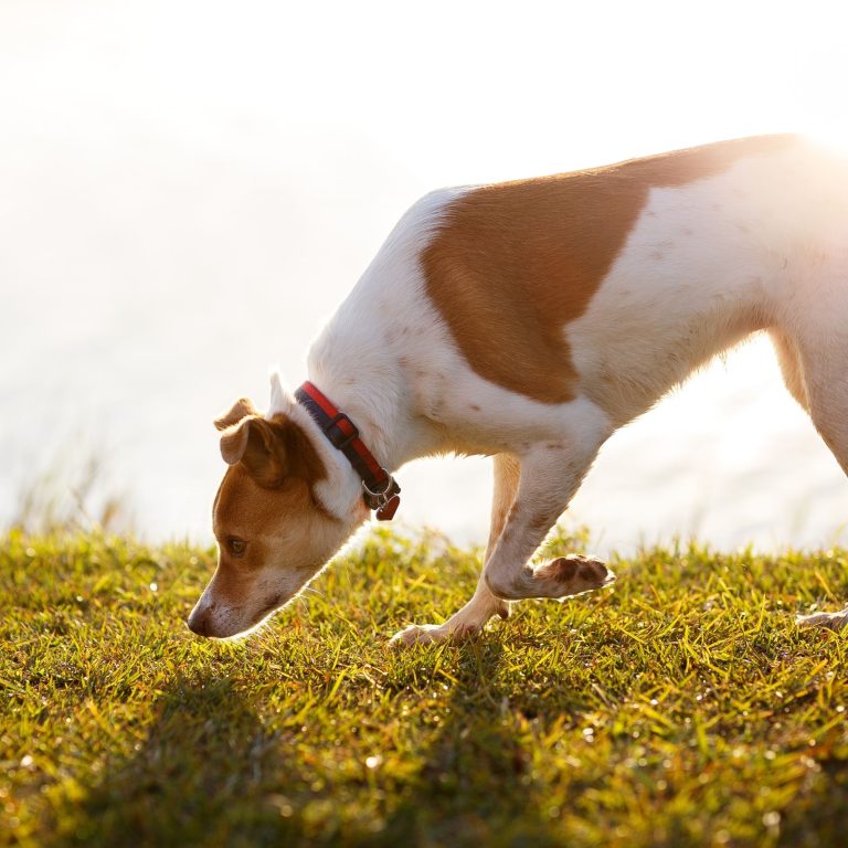 Revolutionize Your Dogs Lounging Experience: Memory Foam Dog Bed Awesomeness