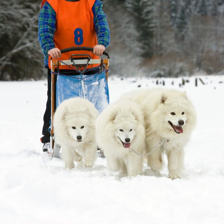 Unlocking Your Pets Potential: Puzzle Toys for Problem-Solving