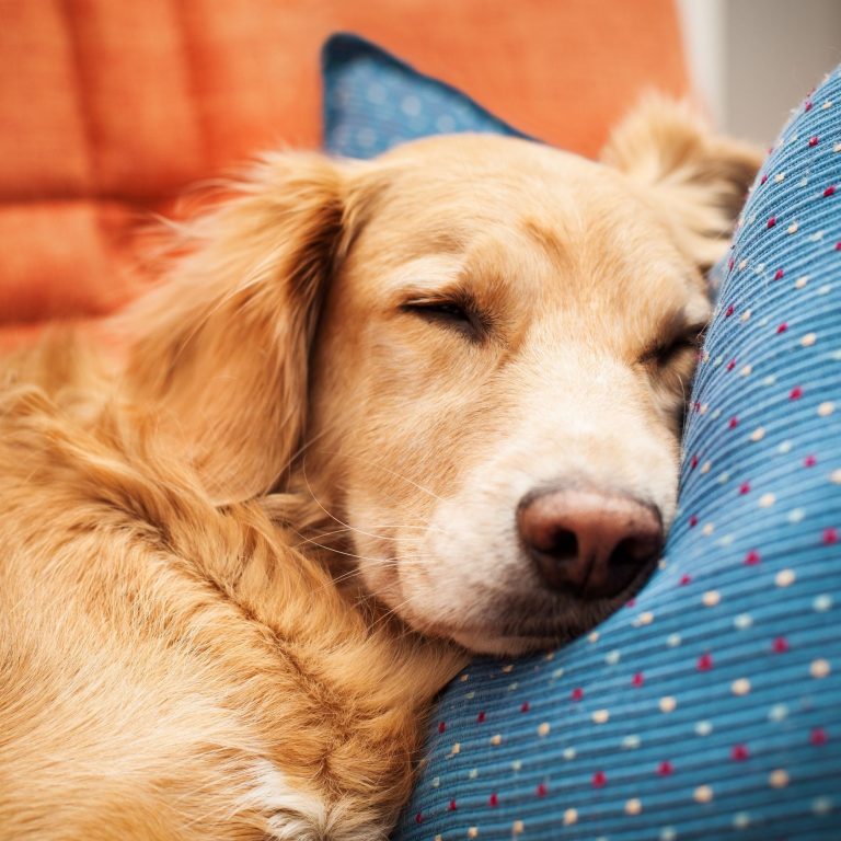 Keep Your Furry Friend Warm: Discover the Best Heated Pet Pad for Winter