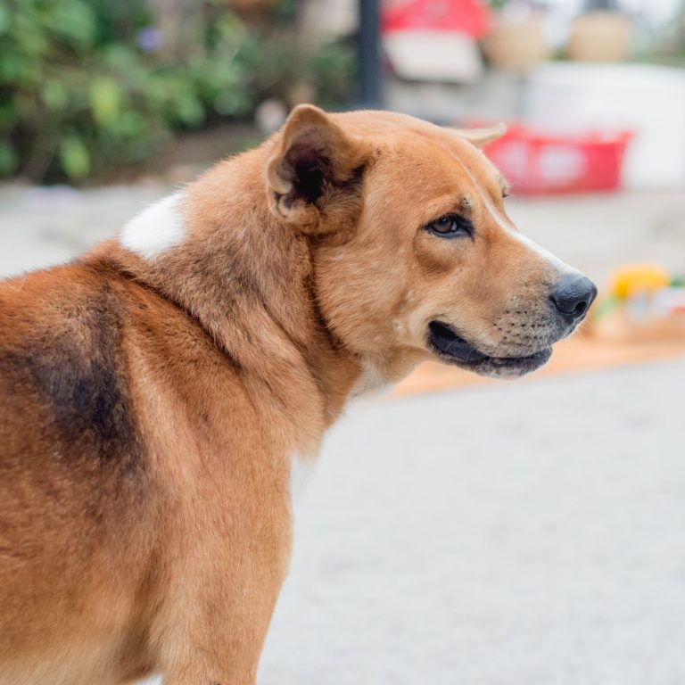 Sip in Safety: The Magic of Pet Drinking Fountain with UV Light