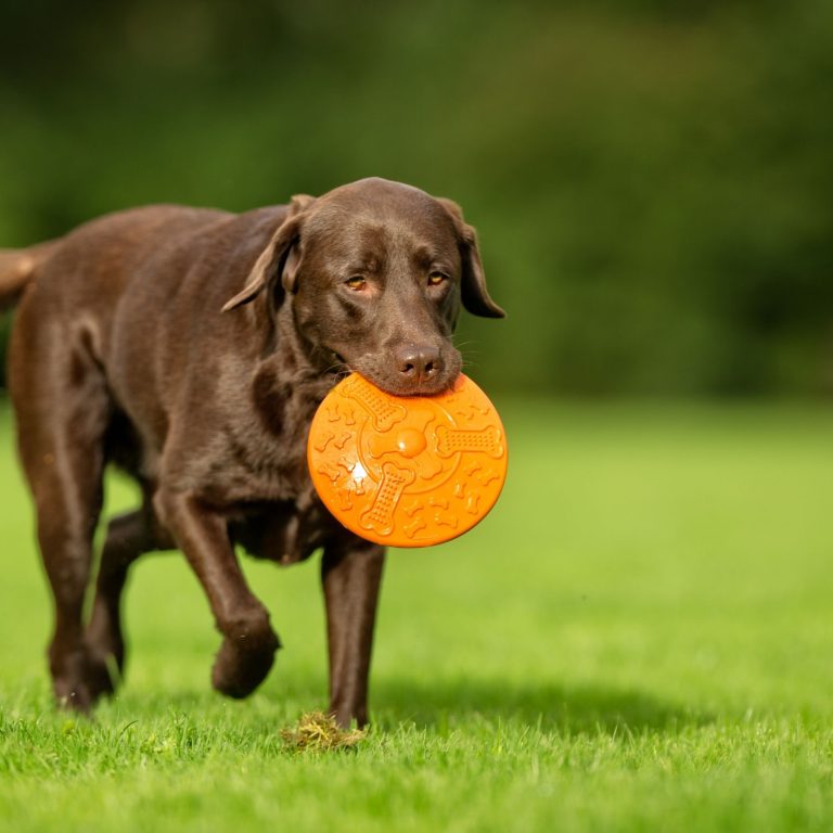 Revolutionizing Pet Care: Discover the Power of Smart Pet Feeders