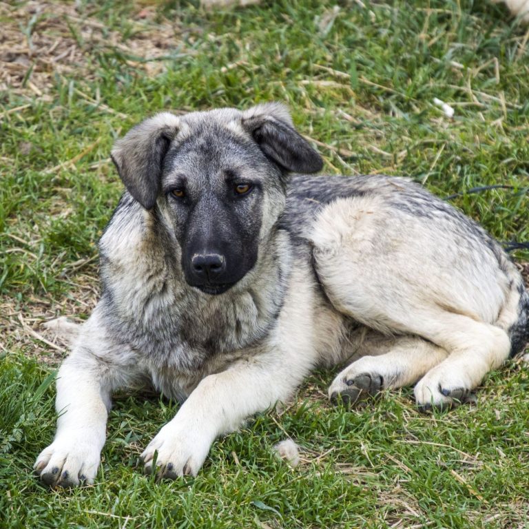 Allergy Relief for Your Furry Friend: Hypoallergenic Bedding for Pets