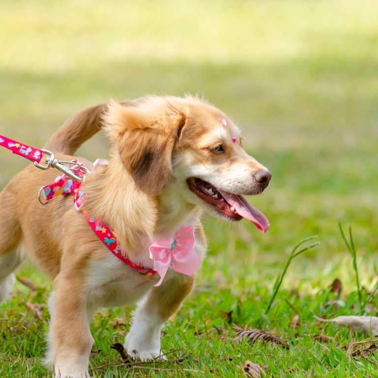 Must-Have Protection: The Ultimate Waterproof Pet Bed Liner Guide