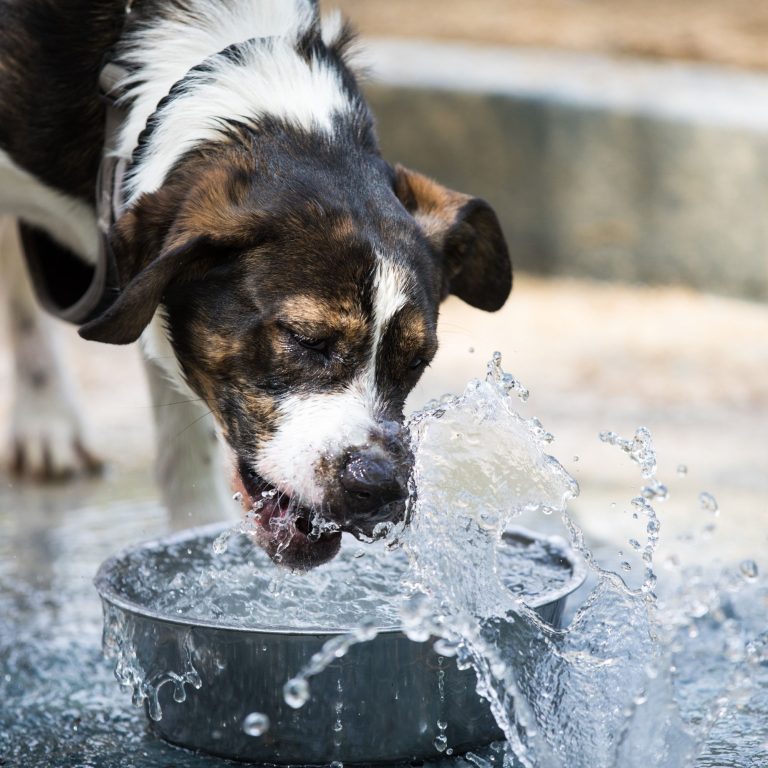 Experience the Future of Pet Feeding: Discover Portion Control Pet Feeders