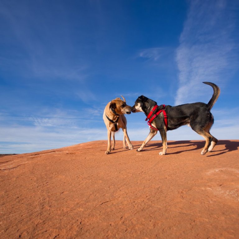 Simplify Your Life: How a Smart Pet Feeder Makes a Difference