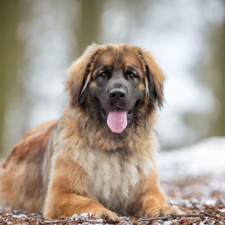 Superior Durability: Find Your Pets Ideal GPS Tracker