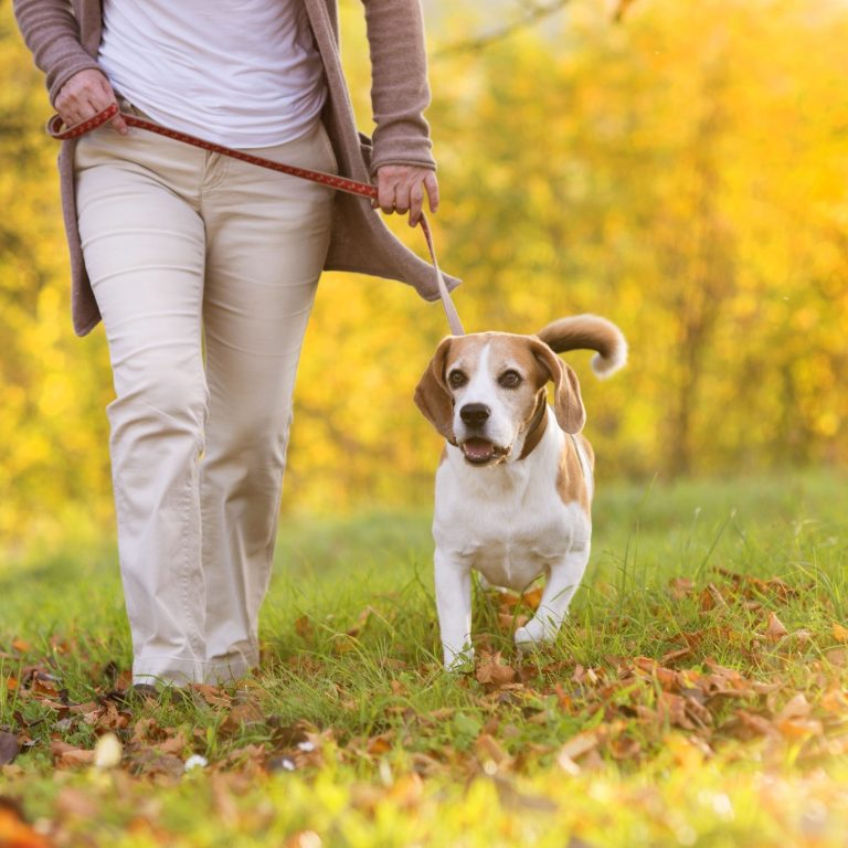 Empower Your Pets Journey: Best Dog Training Collar Unveiled