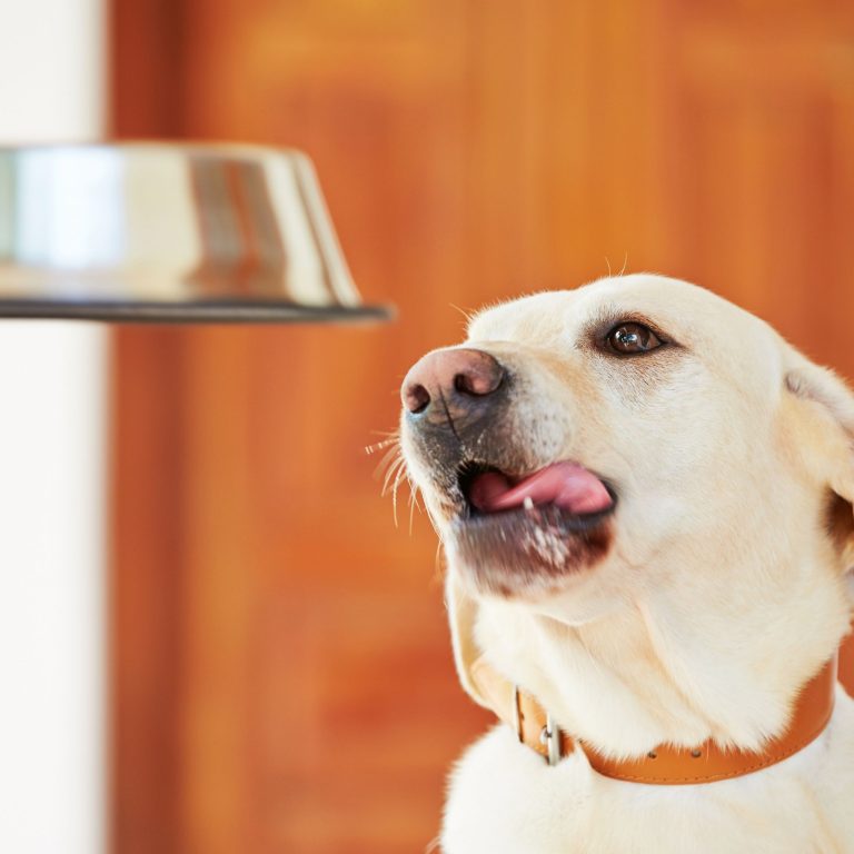 The Future is Here: Enhance Your Pets Life with IoT Technology