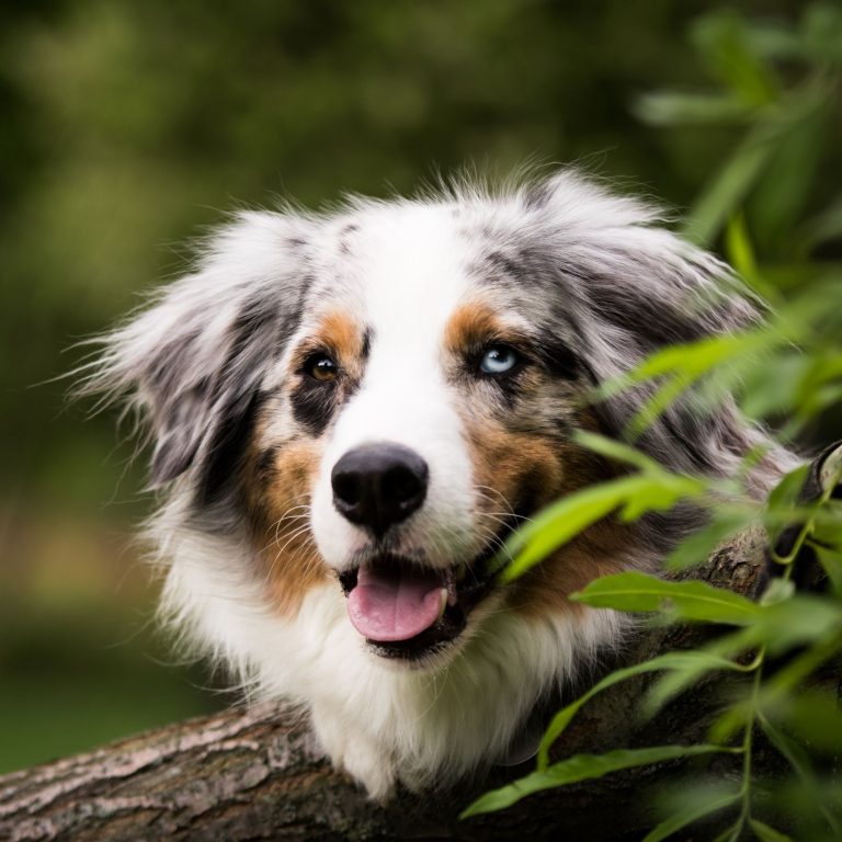 Unlock the Secrets of Your Pets Behavior: Best Pet Activity Trackers Revealed