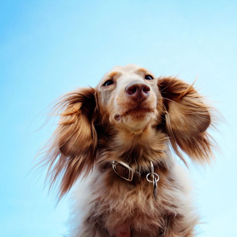 Allergy-Friendly Pet Bed: Ensuring Comfort for Your Allergic Furry Friend