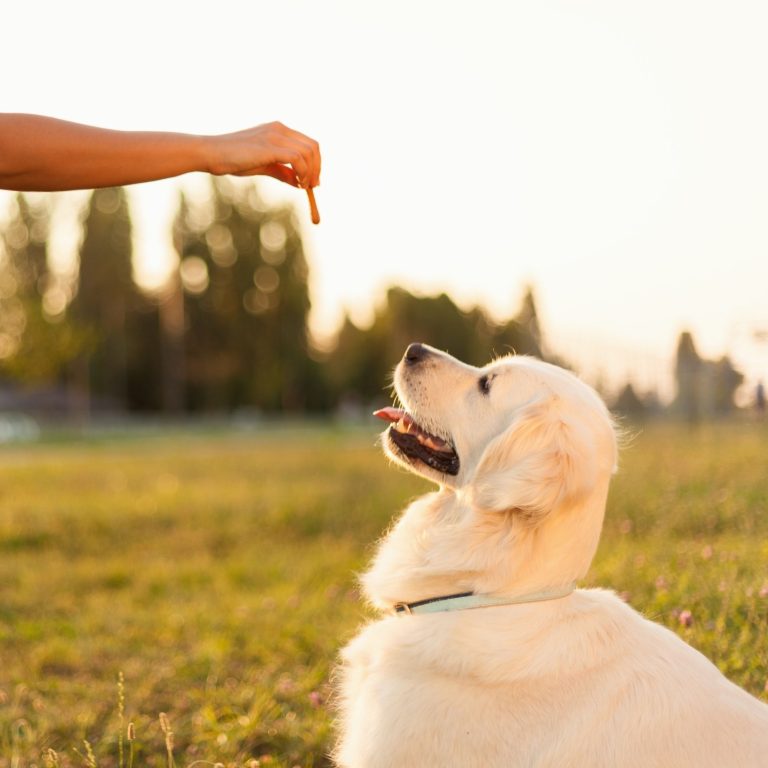 Advanced Training Made Simple: Unveiling the Small Dog Training Collar Secret