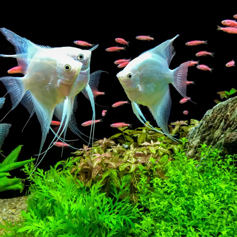 Unleash the Power of Technology: Upgrade Your Fish Tank with Wireless Sensors