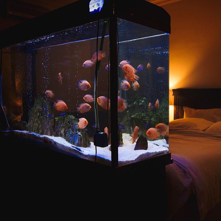 The Future of Fishkeeping: Unlocking the Potential of Connected Fish Tanks