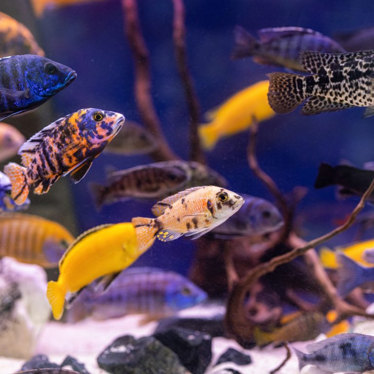 Revolutionize Your Fish Tank: Introducing the Ultimate Nitrate Monitoring System